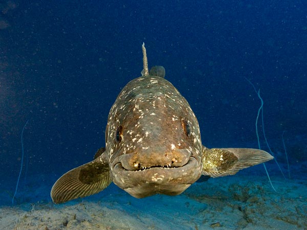 A coelacanth poses for its portrait in South Af 