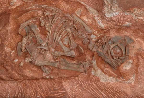 刀背大椎龙胚胎化石