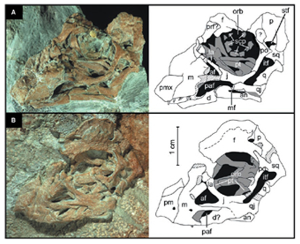 巨龙类胚胎化石