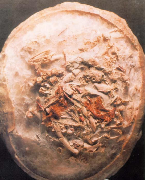 镰刀龙超科胚胎化石