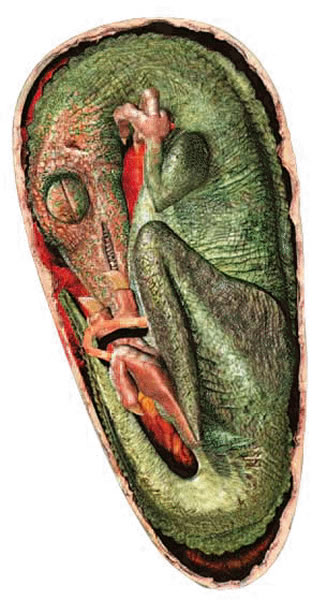 美丽伤齿龙胚胎复原图