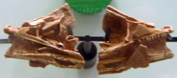 杰氏拜伦龙胚胎化石