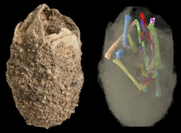 东戈壁阎王角龙胚胎化石