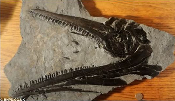 英国侏罗纪海岸发现1.95亿年前完整的鱼龙颚骨化石