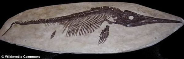 资料图:一具完整的鱼龙化石