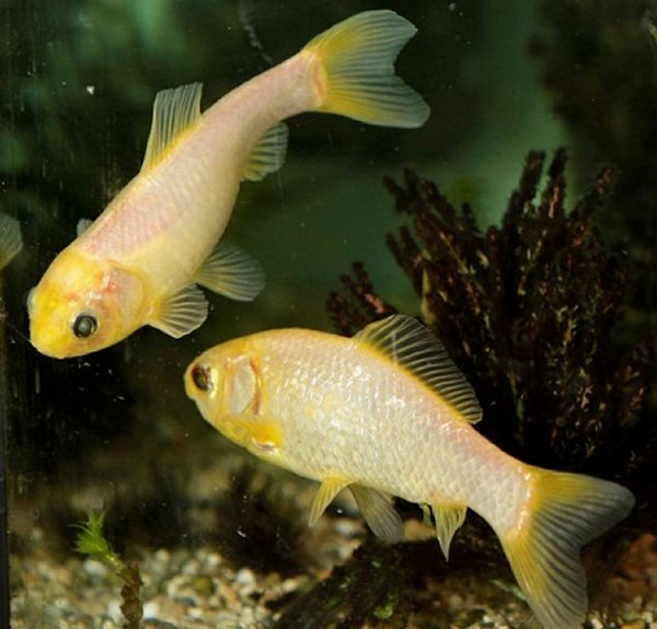 金鱼Splish(左)和Splash(右)