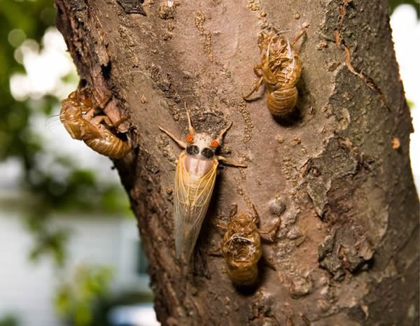 A 17-year Cicada climbs a tree past molted exoskeletons of other Cicadas as the