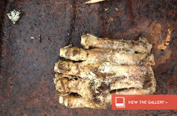 Big Foot Mystery Afoot: Bear, Human, or ...?