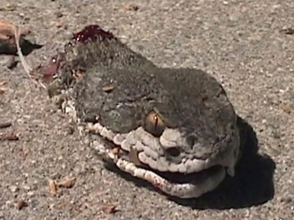 ��������һ�����Ӳ�㱻ն�ϵ���β��ͷҧ��