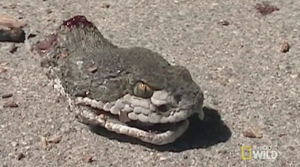 ��������һ�����Ӳ�㱻ն�ϵ���β��ͷҧ��