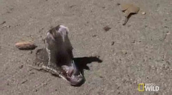 ��������һ�����Ӳ�㱻ն�ϵ���β��ͷҧ��