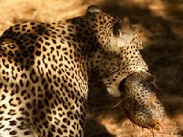 The mother leopard Legadema carries away a second cub. Photograph courtesy Ryan