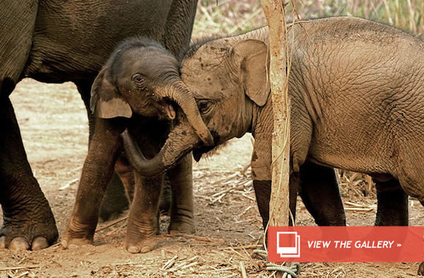 Asian Elephants Frolicking in Camera Trap Video