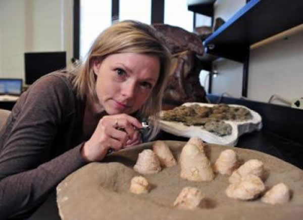 研究人员在仔细检查伤齿龙蛋化石