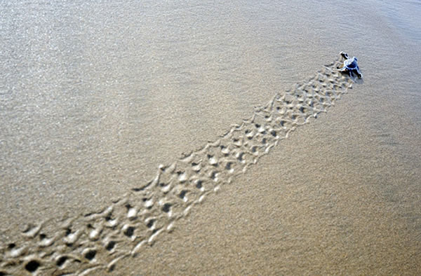 A baby green turtle crawls to the sea.