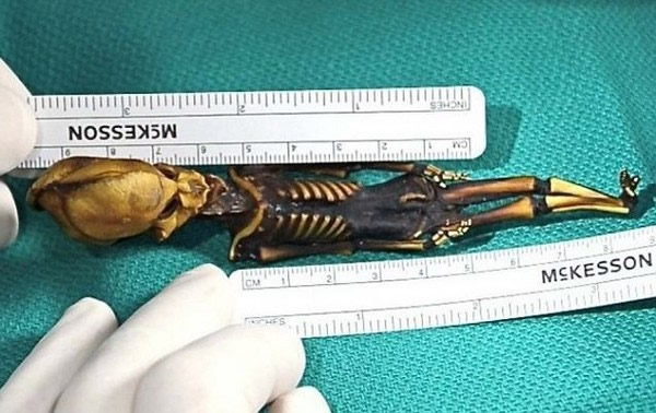 ����ɳĮ����15���׳�������ʬ�壿