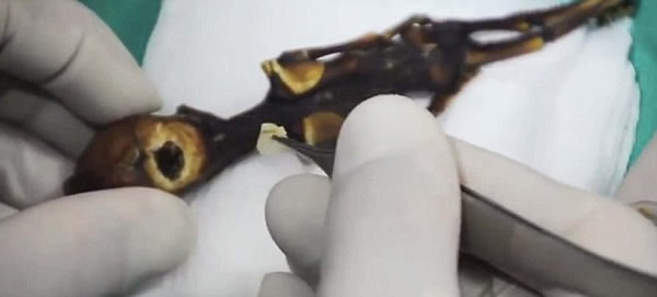 ����ɳĮ����15���׳�������ʬ�壿