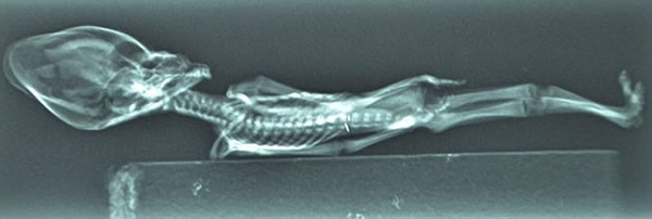 ����ɳĮ����15���׳�������ʬ�壿