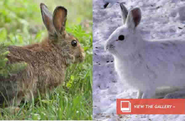 Are Snowshoe Hares Evolutionary Tortoises?