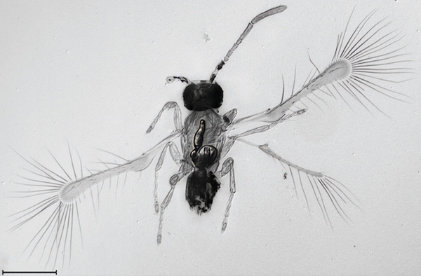 Tinkerbell the Fairyfly Is Invisible to Humans