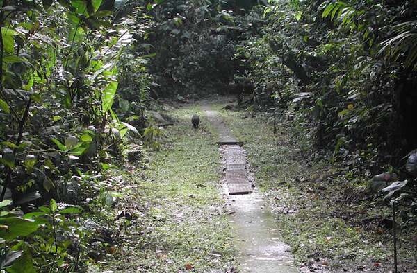 Tinkerbell the Fairyfly Is Invisible to Humans