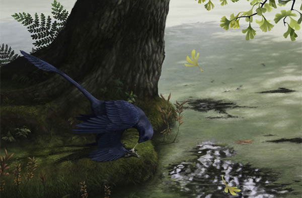 An illustration of Microraptor, a 120-million-year-old dinosaur found with a sto