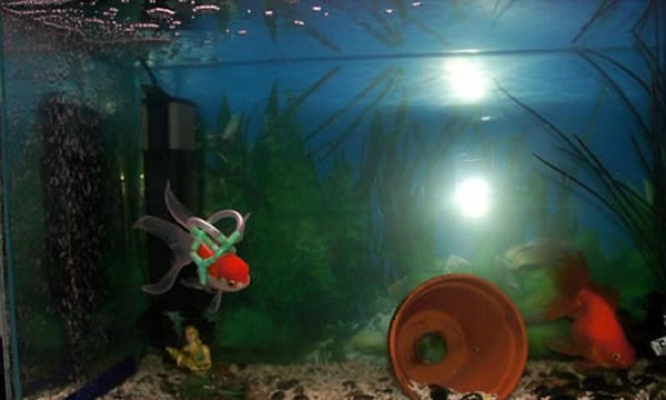 为鱼鳔病金鱼量身订做救生衣