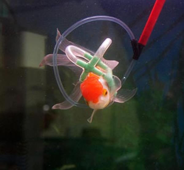 鱼鳔病是观赏鱼的常见疾病,影响其浮力机能