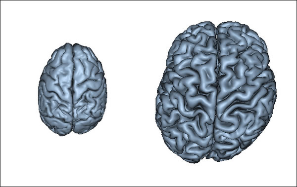 科学家对比了人类的大脑（右）和大猩猩的大脑（左）