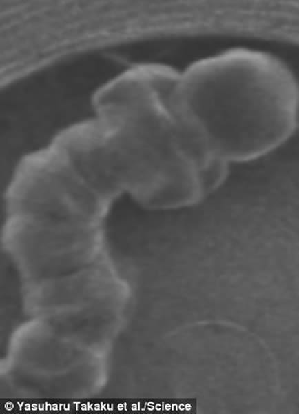 通常情况下,果蝇幼虫暴露在真空环境下很快就会脱水死亡。