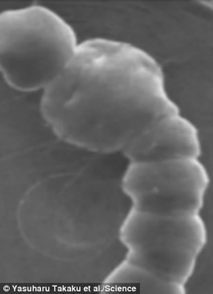 在纳米衣的保护下,果蝇幼虫能够存活。