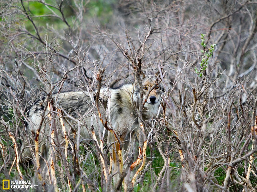 �������������ҹ�԰һͷ��