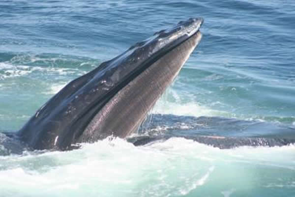 座头鲸会从其它鲸鱼那里学习捕食的技能