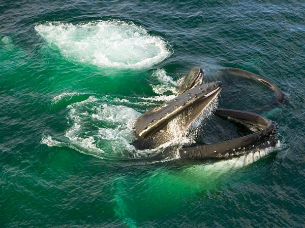 A pair of Humpback whales bubble-net feeding off the coast of western Antarctica