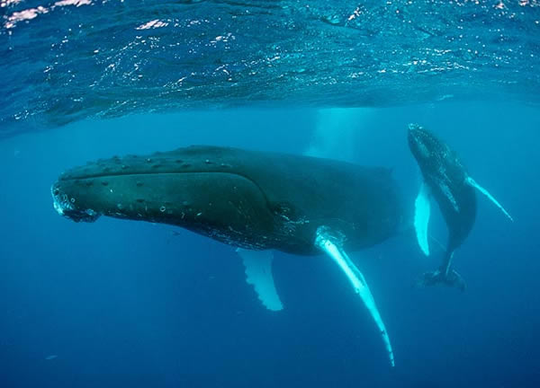 Whales Get Fishing Tips From Peers