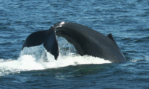 ��ͷ���ں�������Ķ�β�Ͱ�����׽���