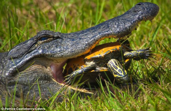 ��������ͼ����һֻ�ڹ�����