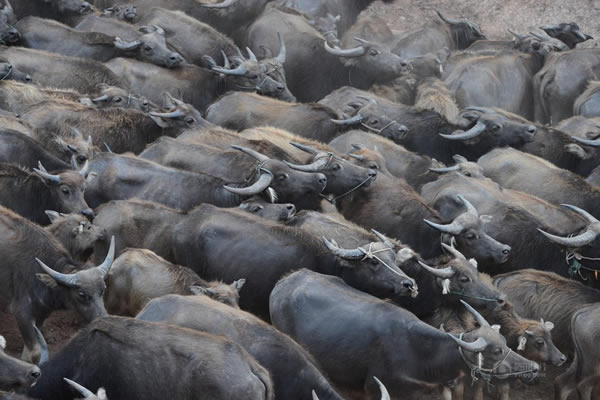 ��ͷˮţ����Ǩ�����ɼ��꽭����׳��