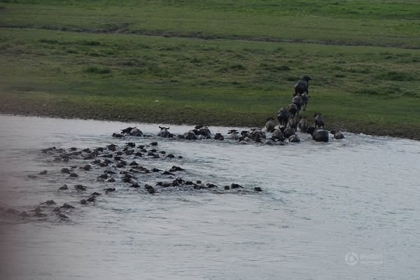 ��ͷˮţ����Ǩ�����ɼ��꽭����׳��