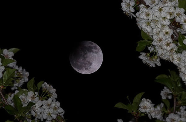 Flowering tree branches delicately frame the partial lunar eclipse of April 25,