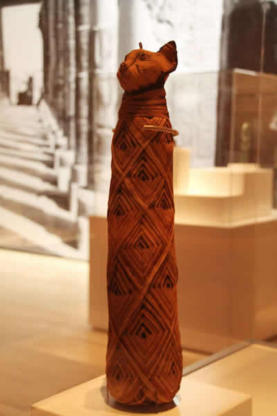 在新加坡滨海湾金沙艺术科学博物馆展出的“木乃伊:古墓之谜”古埃及文物展中,展出的一具猫咪木乃伊。