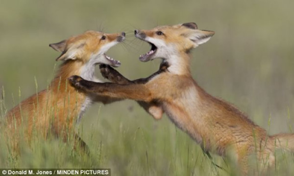 美国蒙大纳州几只小狐狸打斗起来