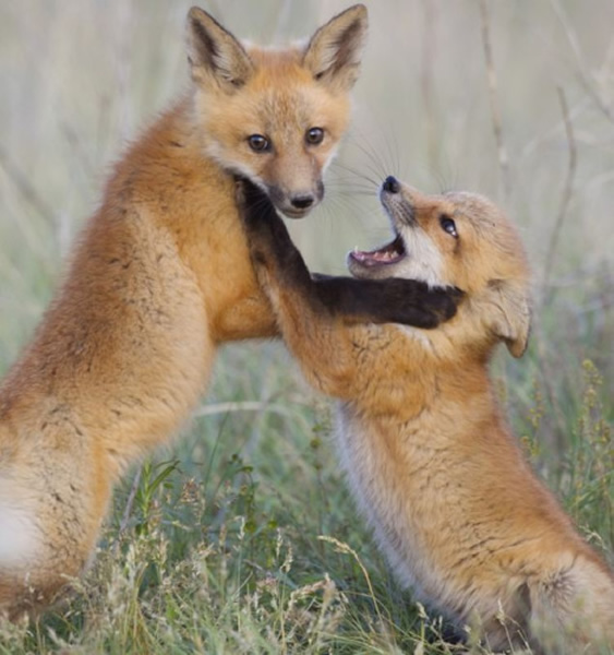 美国蒙大纳州几只小狐狸打斗起来