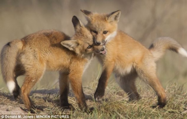 美国蒙大纳州几只小狐狸打斗起来