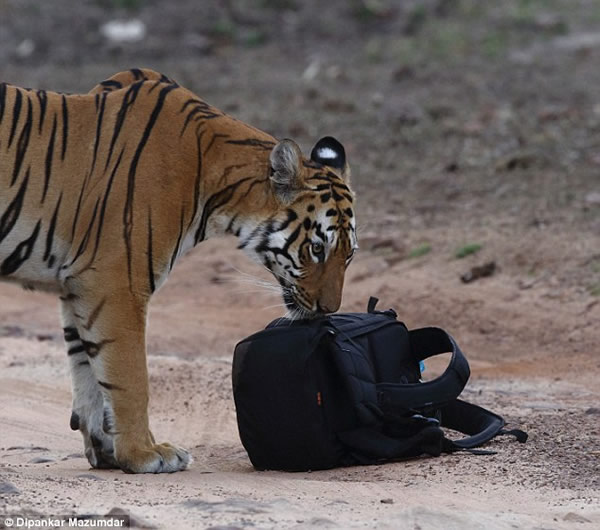 印度一只老虎“偷走”游客相机袋