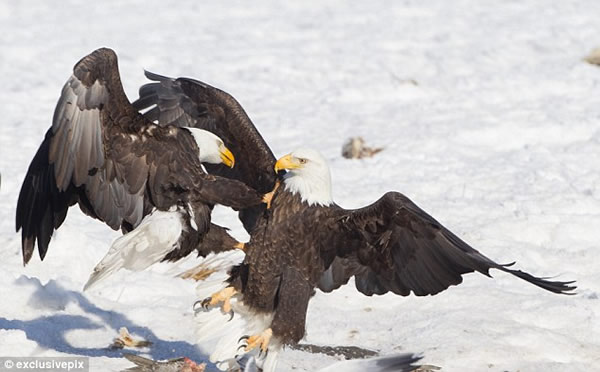 ������ֻͺӥΪ��һ�����������