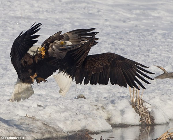 ������ֻͺӥΪ��һ�����������