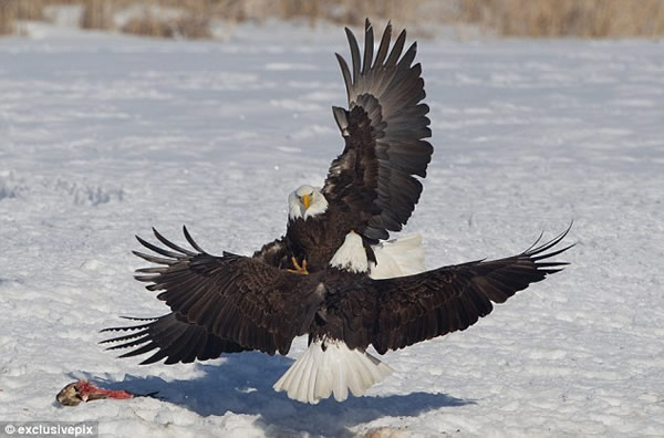 ������ֻͺӥΪ��һ�����������