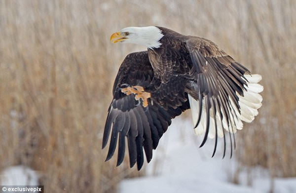 ������ֻͺӥΪ��һ�����������