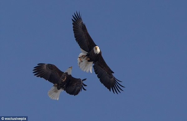 ������ֻͺӥΪ��һ�����������